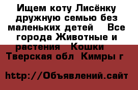 Ищем коту Лисёнку дружную семью без маленьких детей  - Все города Животные и растения » Кошки   . Тверская обл.,Кимры г.